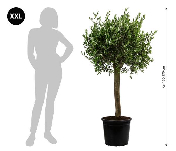 XXL Olivenbaum, ca. 160-170 cm