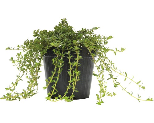 Winterbonenkruid FloraSelf Satureja montana H 10-13 cm Co 1.2 L