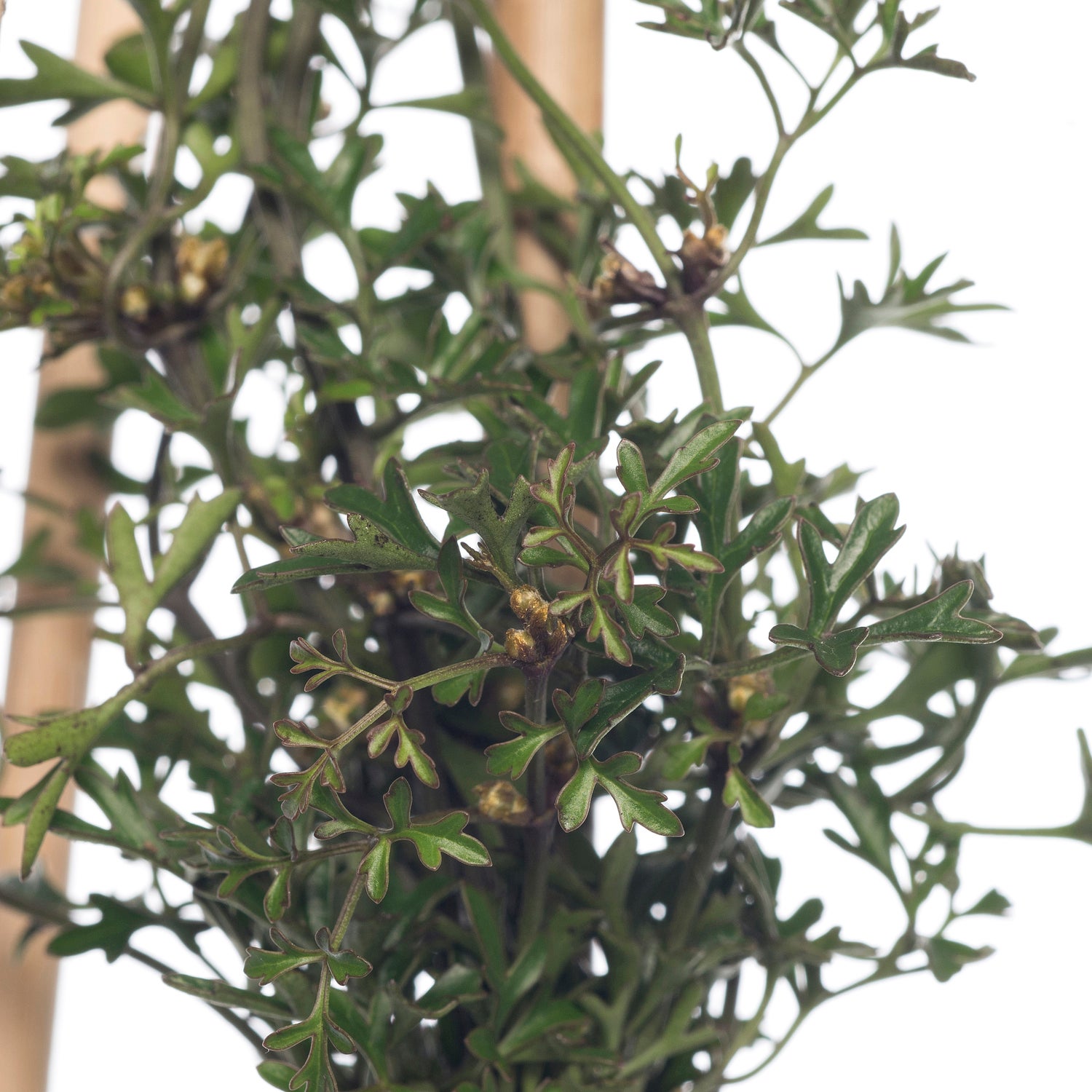 Bosrank (Clematis 'Pixie') D 16 H 75 cm