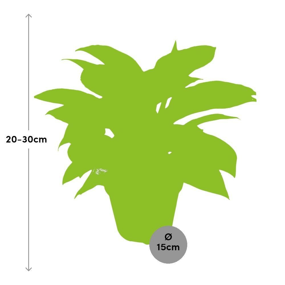 Plante d'intérieur - philodendron birkin 30.0cm