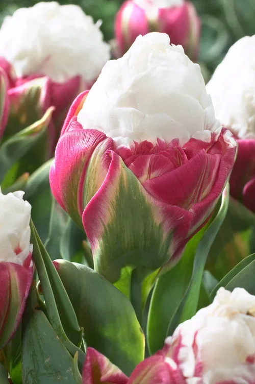 Tulipa gesneriana (Late double flowering Group) 'Ice Cream' Tulipan 'Ice Cream'