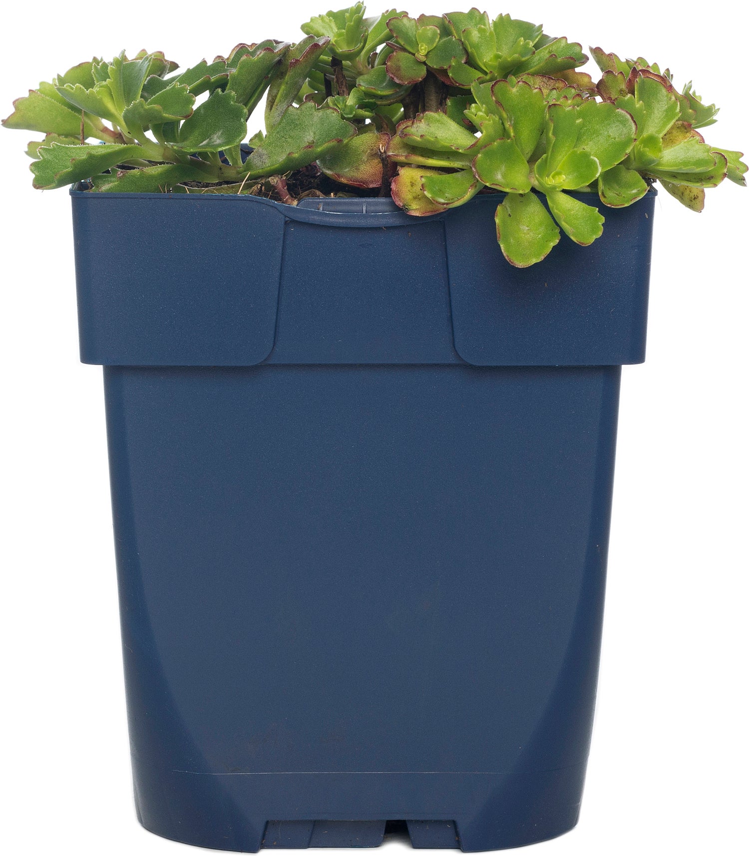Vetkruid (Sedum spurium 'Schorbuser Blut') D 11 H 10 cm