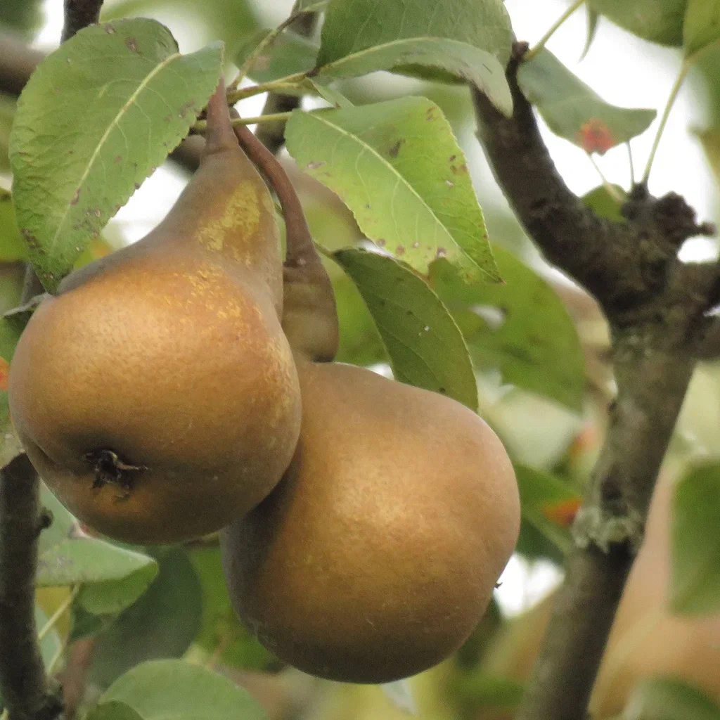 Pyrus comumunis 'Ingeborg' Pære 'Ingeborg' Kv.Adams Høyde 150-200 cm