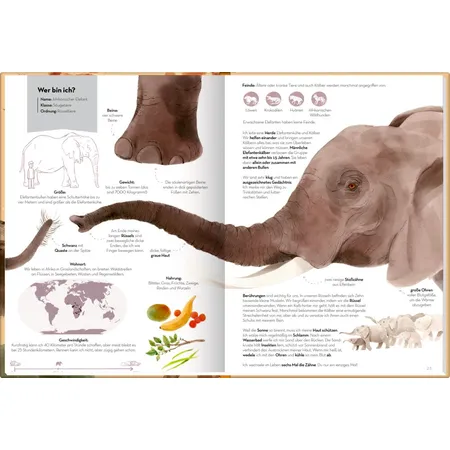 Coppenrath Verlag Großartig - Echt große Tiere
