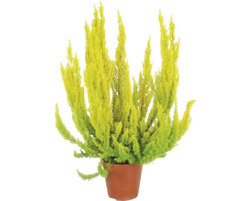 Boomheide FloraSelf Erica arborea 'Albert's Gold' Ø 10/11 cm pot