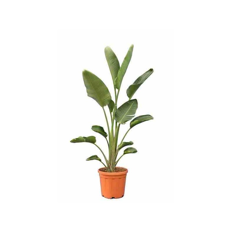 Strelitzia nicolai (oiseaux du paradis géant) blanc et bleu - taille pot de 18 litres ? 140/160cm 3 pieds