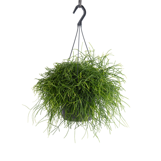 Rhipsalis Cassutha en suspension - pot D17cm