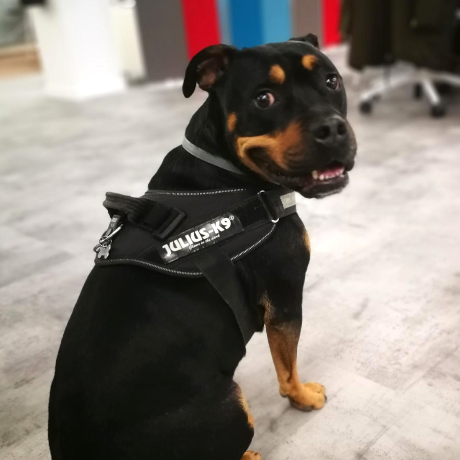 Coleira ergonômica preta para cães Julius-K9 IDC