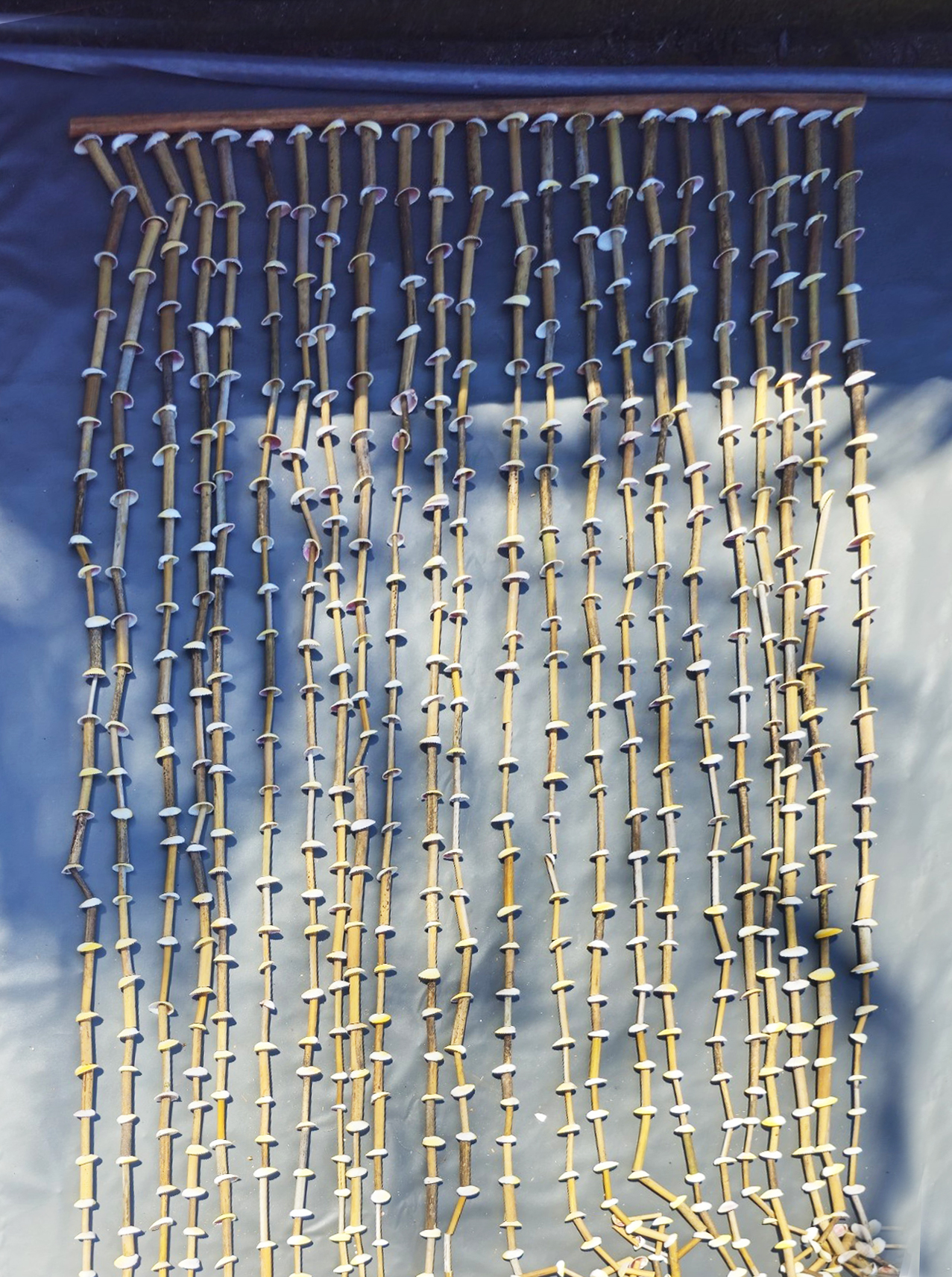 Muschel-Vorhang natur, B 100 cm, H 250 cm günstig bestellen