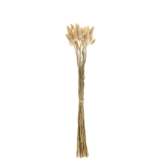 Fleurs séchées Lagarus Naturel Longueur : 45/50cm - 35 Tiges