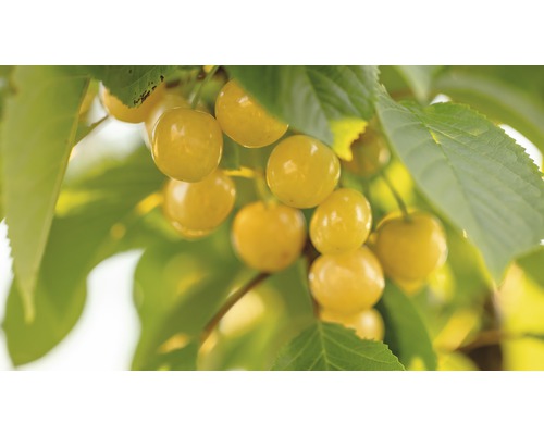 Biologische gele zoete kers FloraSelf Organic Prunus avium 'Dönissens Yellow Sweet Cherry' Stamhoogte ca. 60 cm Totale hoogte 130-150 cm Co 7,5 L Struik