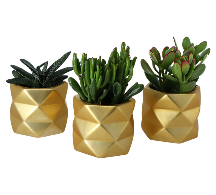Succulentes avec pot en céramique 9 cm