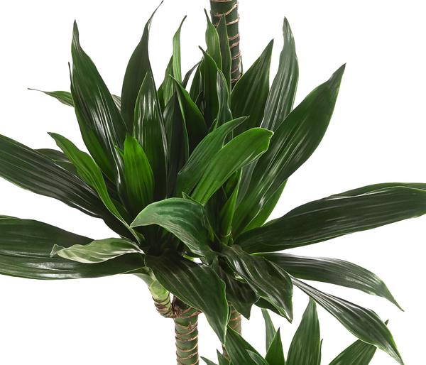 Drachenbaum - Dracaena deremensis compacta
