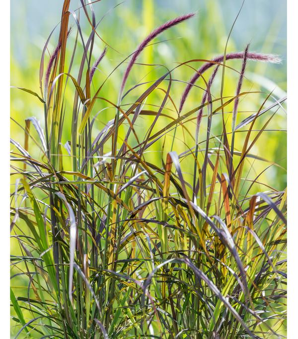 Rotes Lampenputzergras 'Summer Samba'