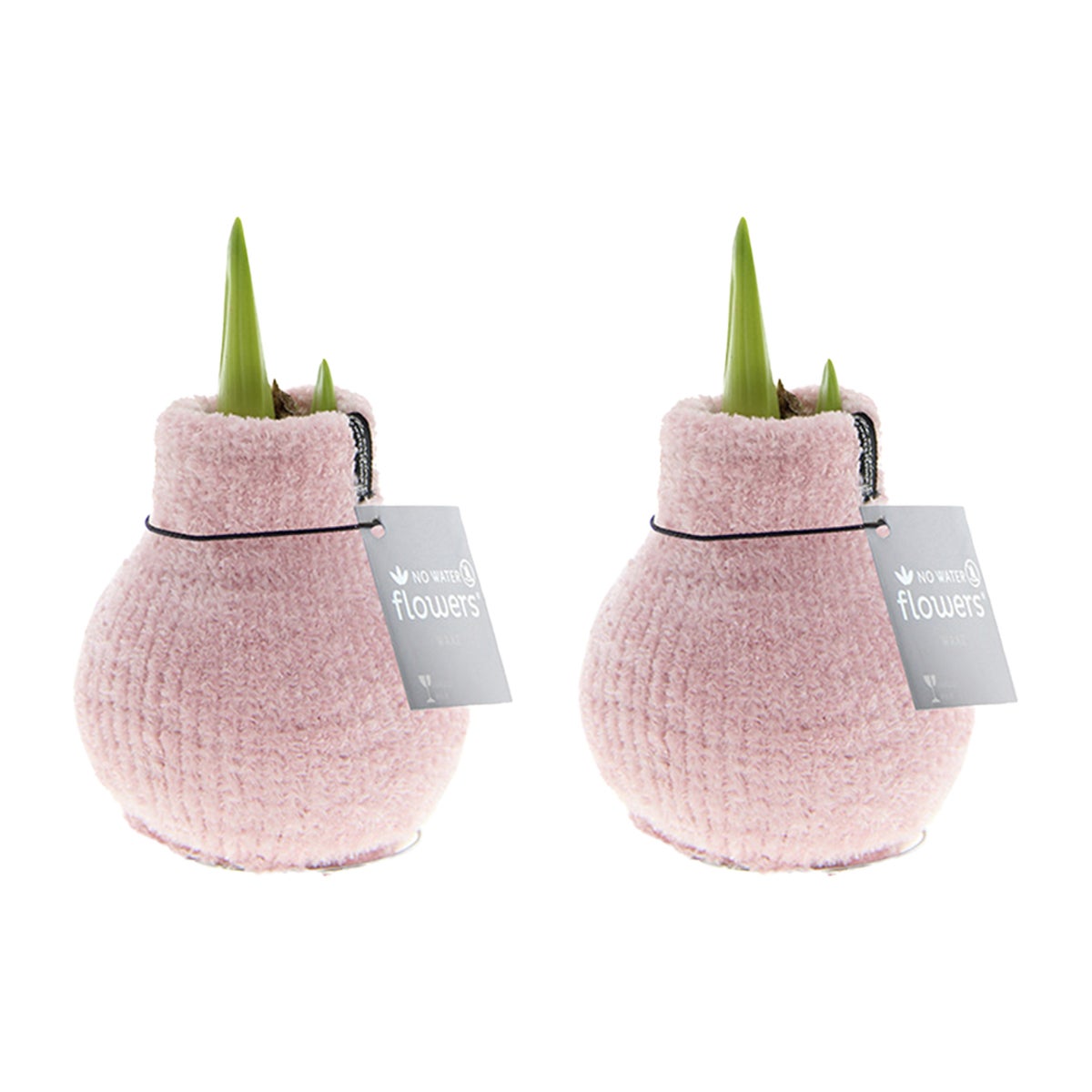 Bloomique – Set van 2 – Wax Amaryllisbollen – Gezellig roze – Bloembollen – Niet voor water – Kerstdecoratie – 15–25 cm hoog bij levering – groeit tot 40–60 cm hoog – 10 cm diameter