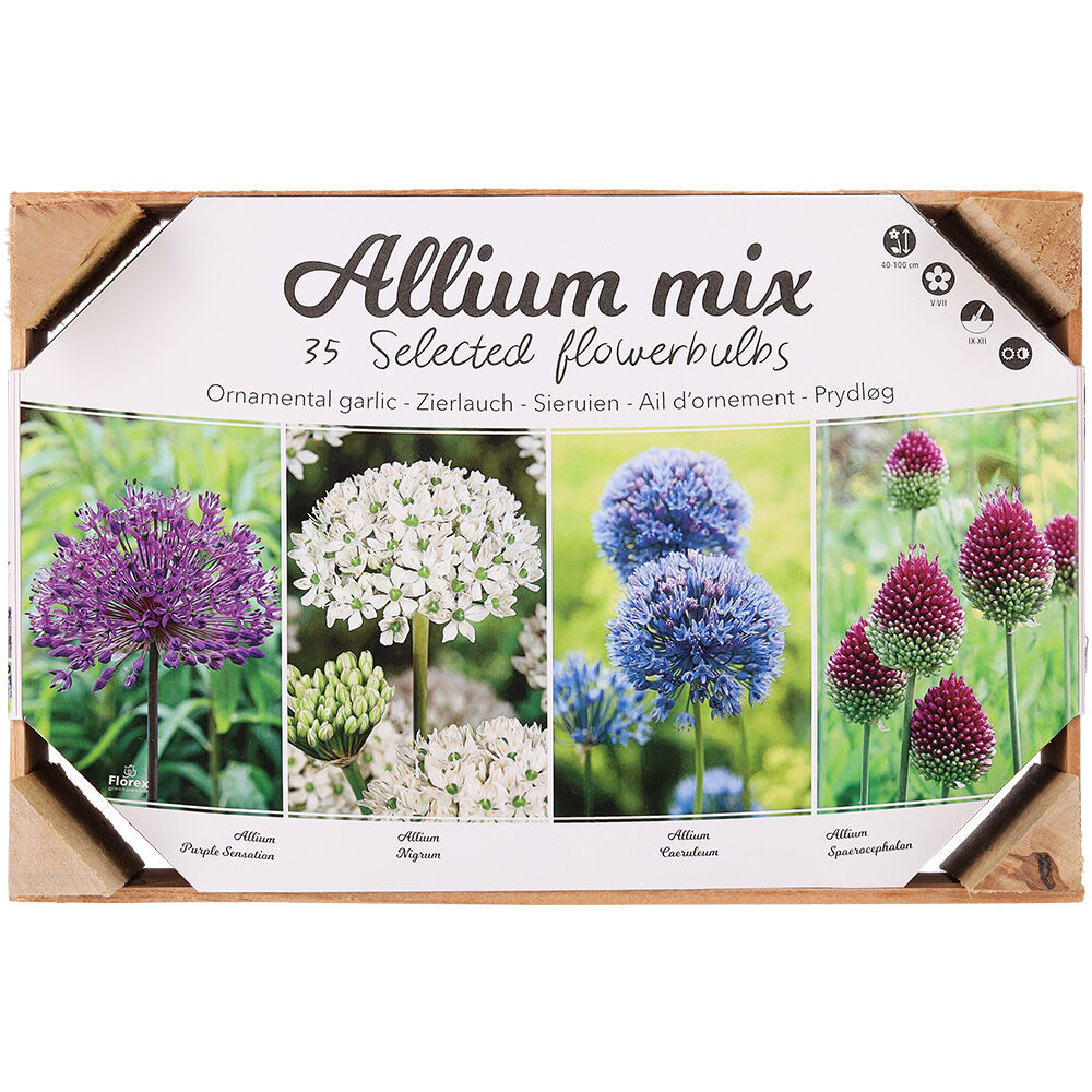Florex Allium Bloembollen mix - in Kistje