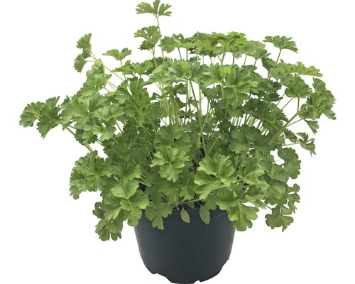 Biologische Peterselie FloraSelf Biologische Petroselinum Crispum 'Mooskrause' Ø 12 cm pot