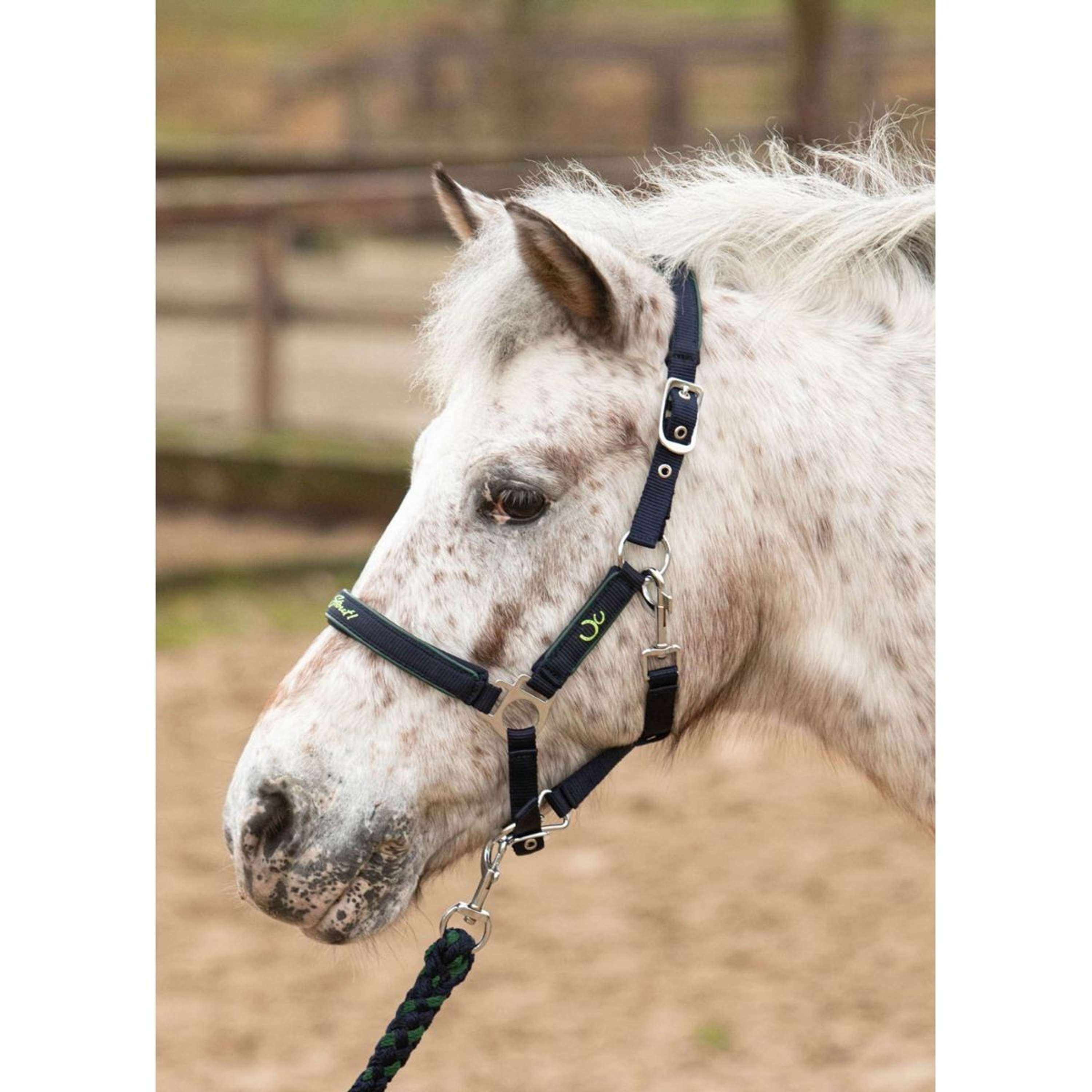 Harry's Horse Halsterset STOUT! Lime Navy