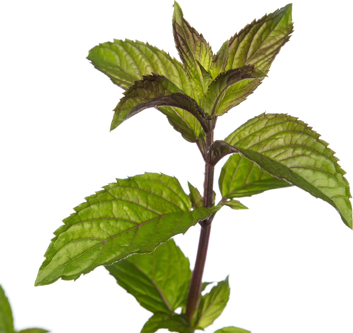 Chocolade Munt (Mentha piperita 'Chocolate') D 11 H 10 cm
