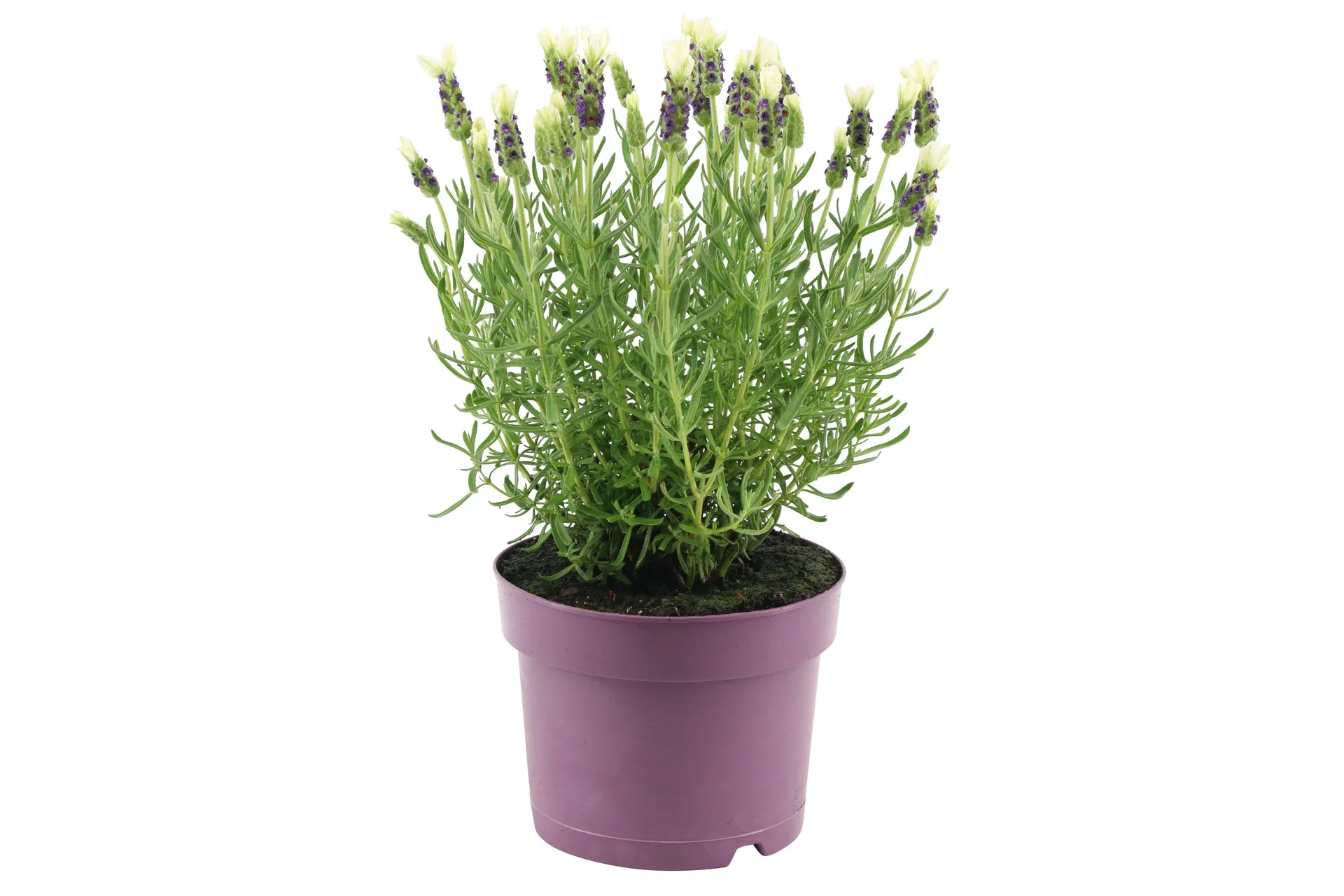 Lavandula stoechas 'Anouk White' Sommerfugllavendel 'Anouk white' Ø15 cm