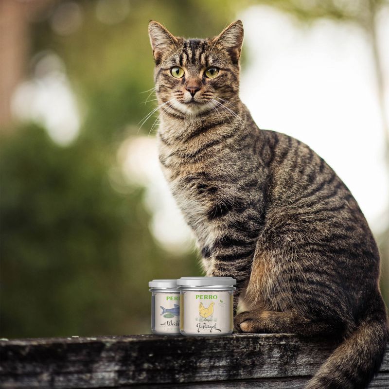 PERRO Geniesser Glas Katze SET Weißfisch mit Grünlippmuschel