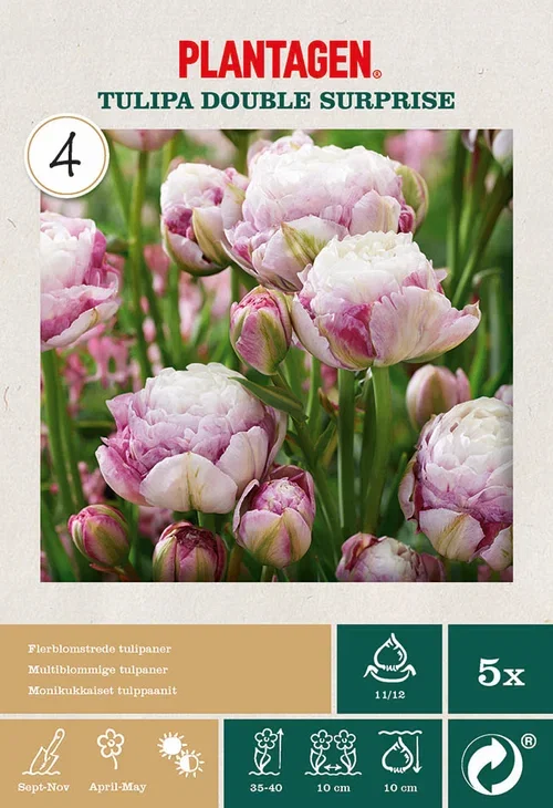Tulipa gesneriana 'Double Surprise' Tulipan 'Double Surprise'