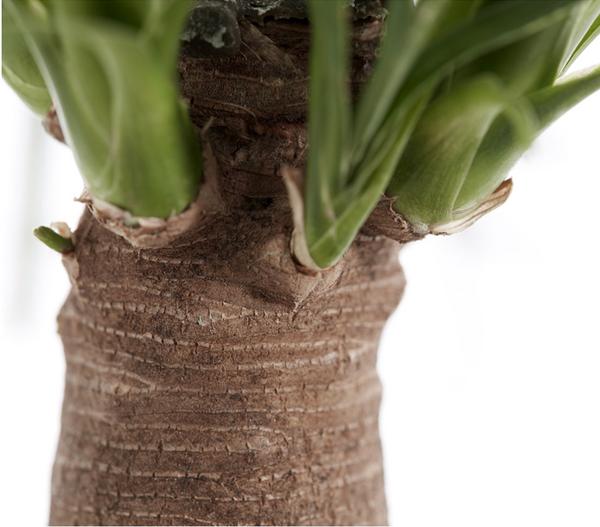 Elefantenfuß - Beaucarnea recurvata