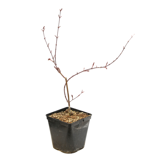 Acer palmatum dissectum 'Tamukeyama' C3L H40/60cm