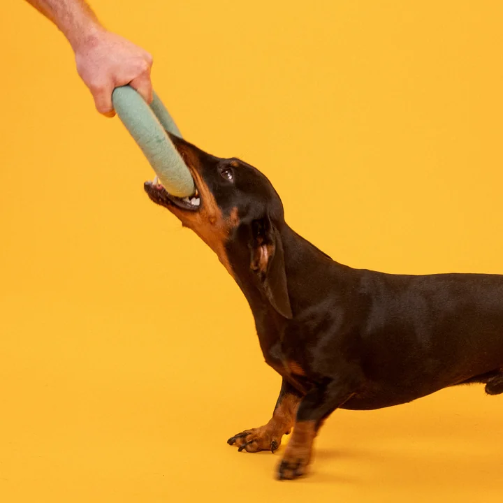 myfelt - Fine Hundespielzeug, Stock, türkis
