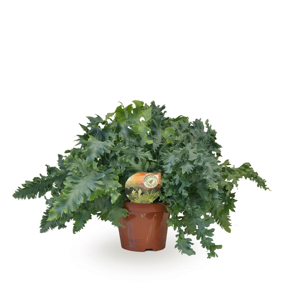 Plante d'intérieur - phlebodium davana 40.0cm