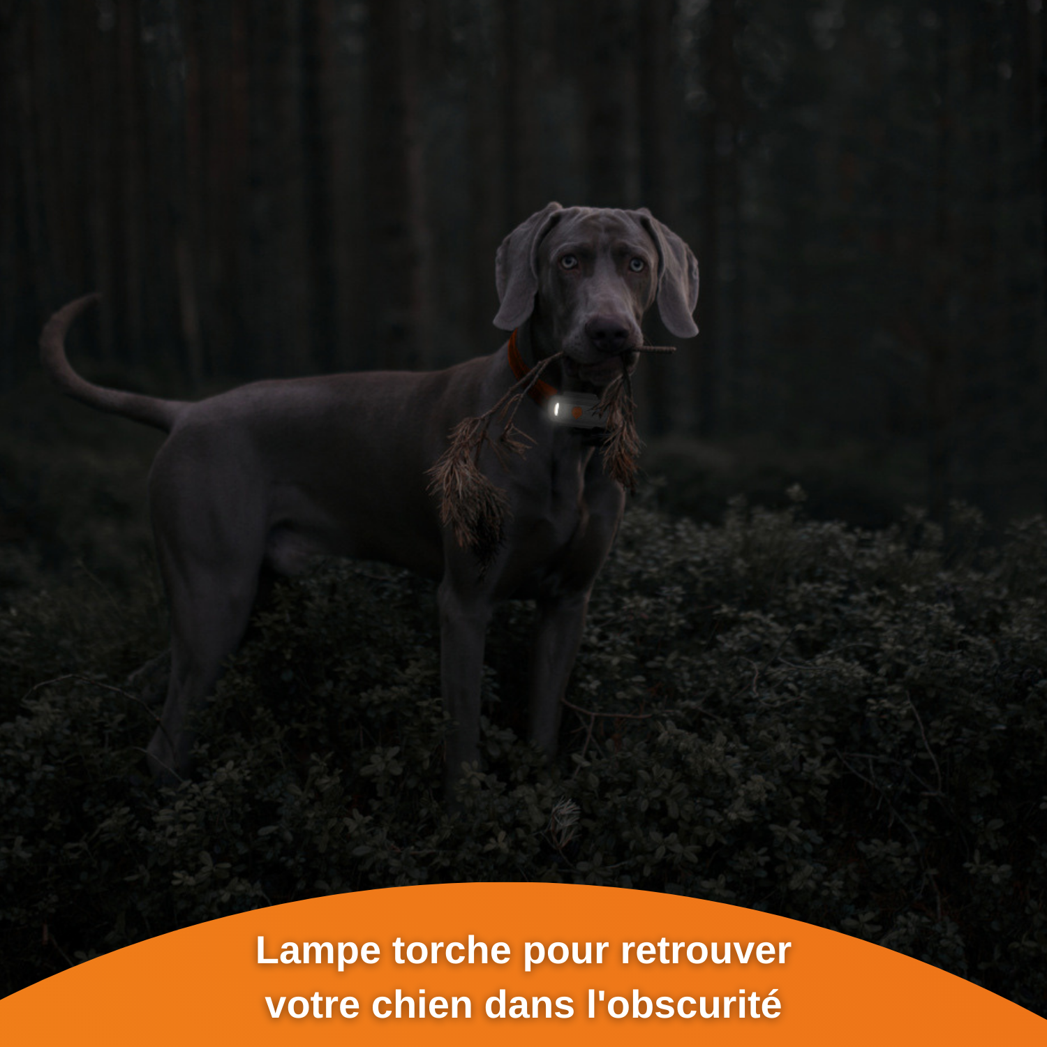 XS - collier gps pour chien ( white edition 2023)