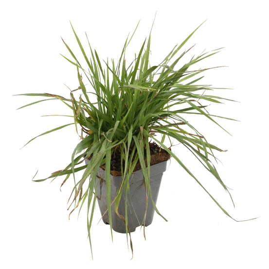 Amourette : godet vert