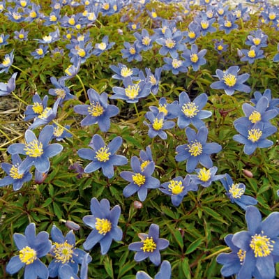 Blumenzwiebeln Buschwindröschen 'Royal Blue'