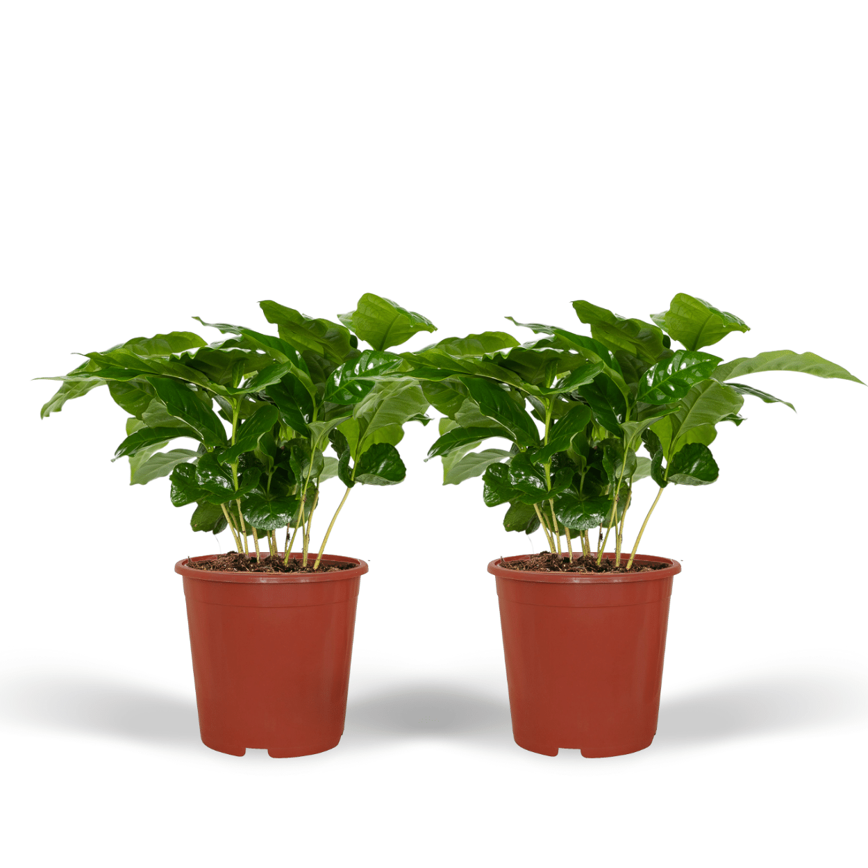 Plante d'intérieur - caféier - lot de 2 25cm