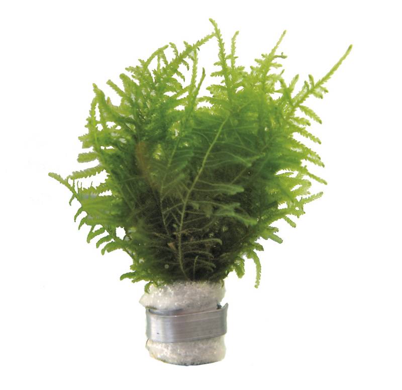 Bos Vesicularia Dubyana - mos plantje