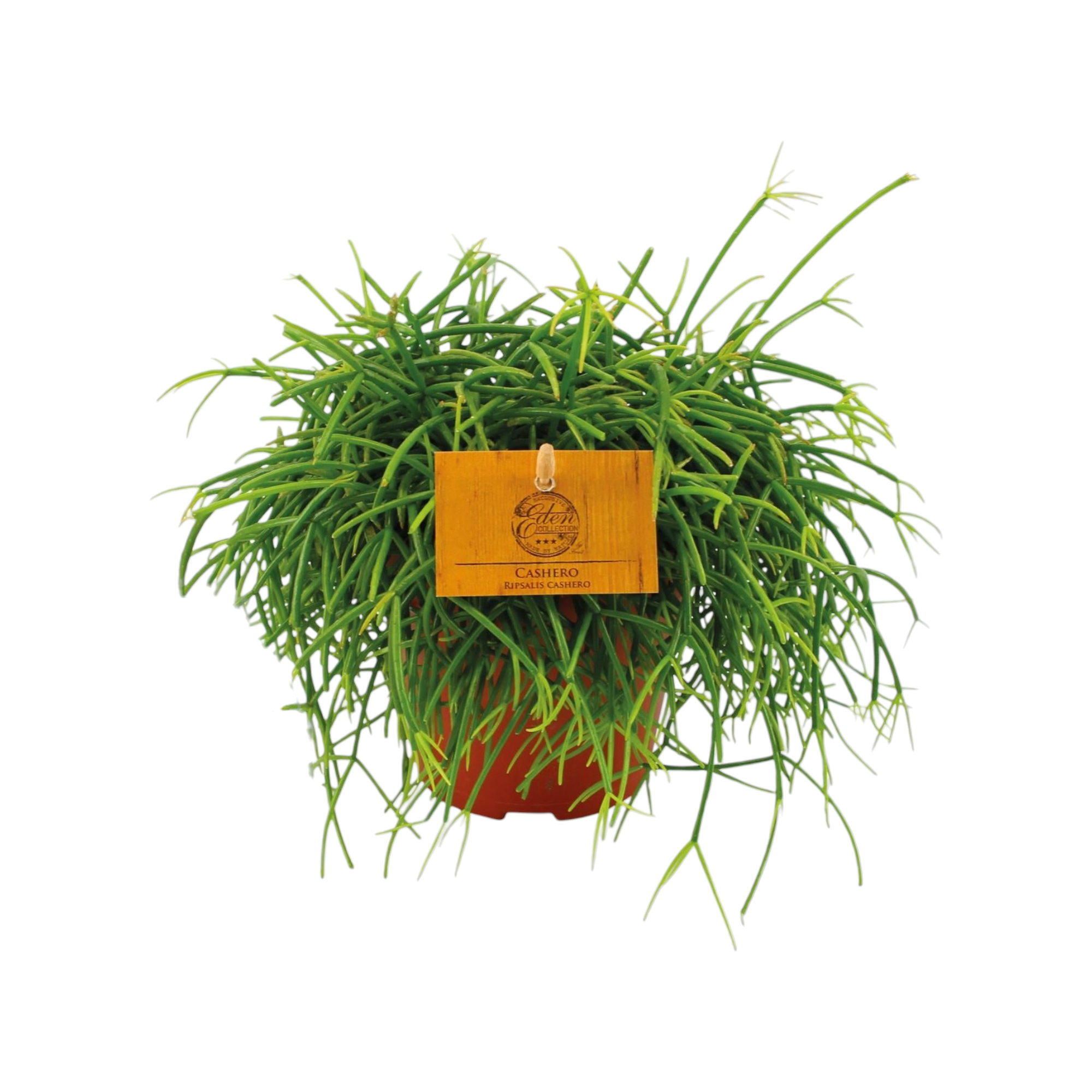 Plante d'intérieur - rhipsalis cashero 20.0cm