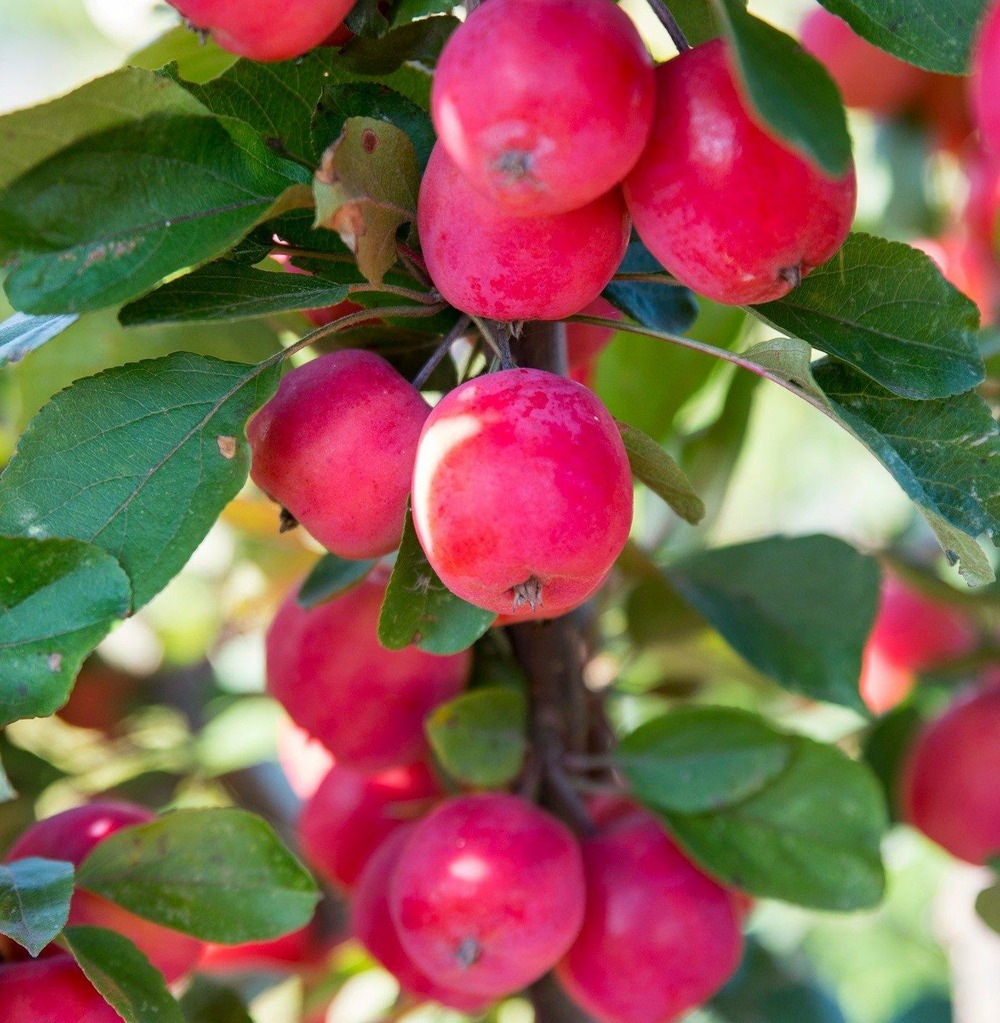 Malus 'appletini'