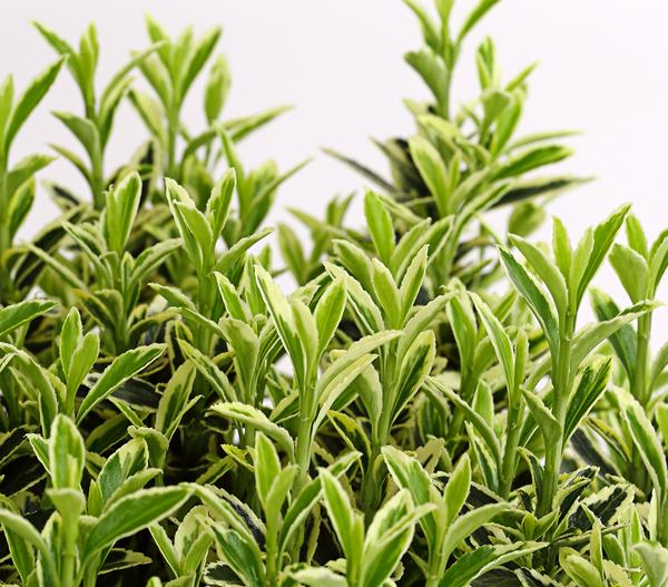 Kleinblättriger Spindelstrauch 'Microphyllus
