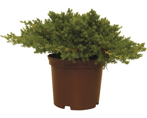 Kruipende jeneverbes FloraSelf Juniperus procumbens 'Nana' H 20-25 cm Co 2 L