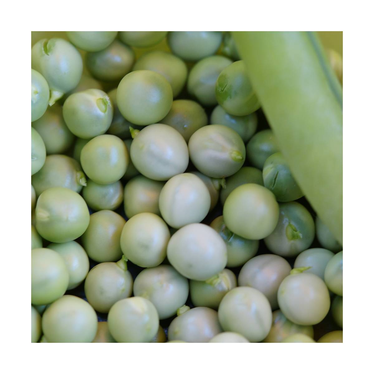 Graines de pois nain grain rond petit provençal/pisum sativum nain grain rond petit provençal[-]sachet de 15 gr.