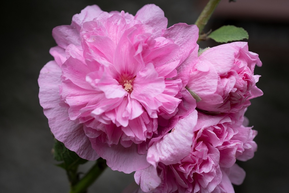 Mélange de roses trémières - 100 graines - avec substrat - alcea rosea