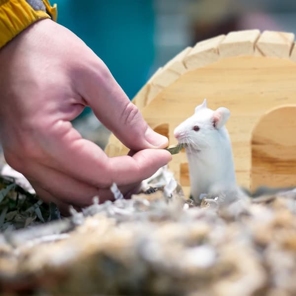 Hamsterhus i tre