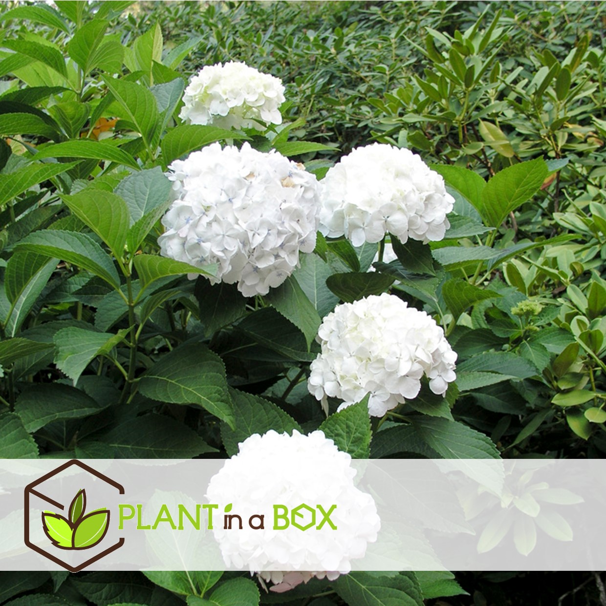Hydrangea macrophylla - blanc - set de 3 - hortensia - pot 9cm - hauteur 25-40cm