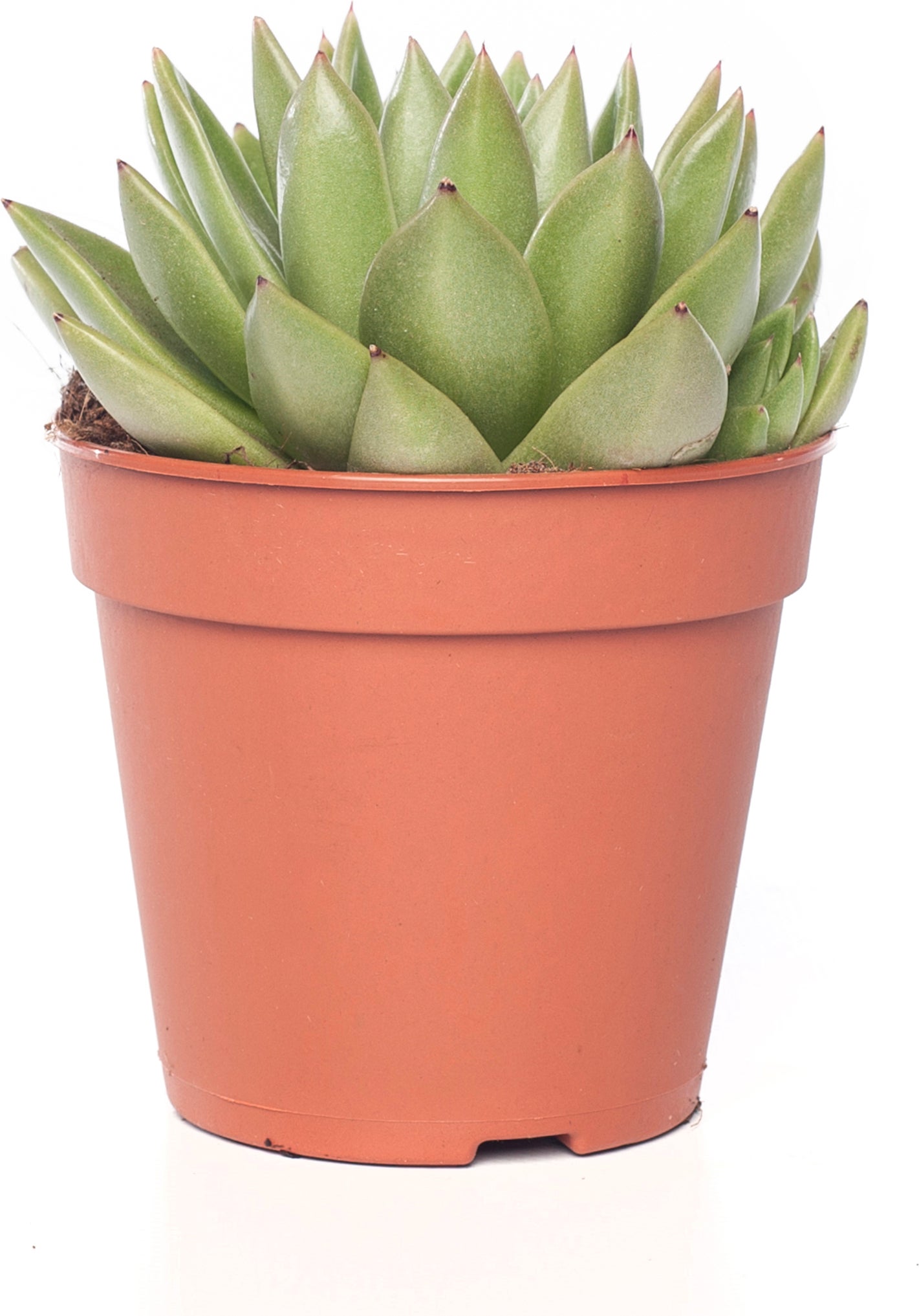 Echeveria (Echeveria 'Miranda') D 12 H 14 cm