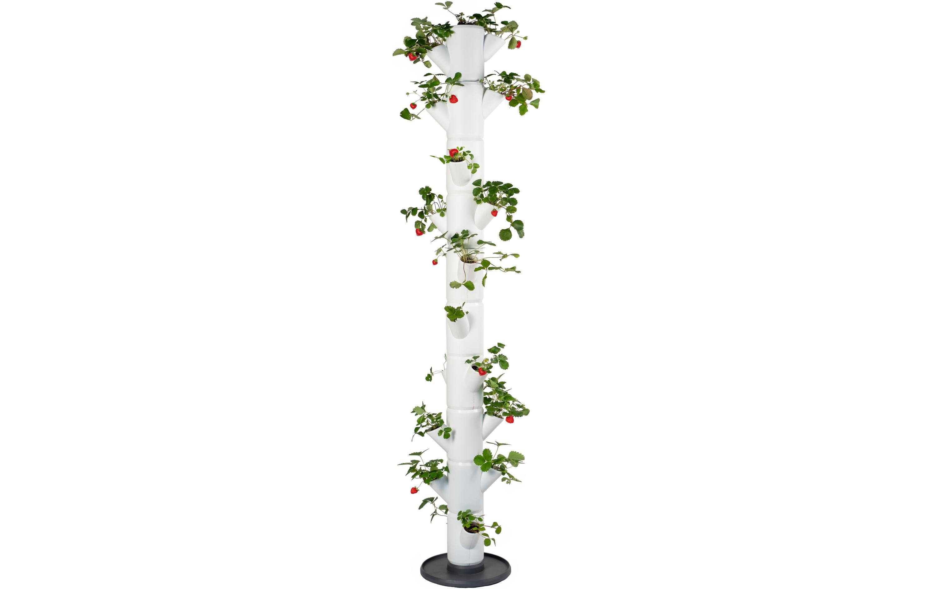 Aufzuchttöpfe SISSI STRAWBERRY Infinity, WeissUrban Gardening Erdbeerbaum