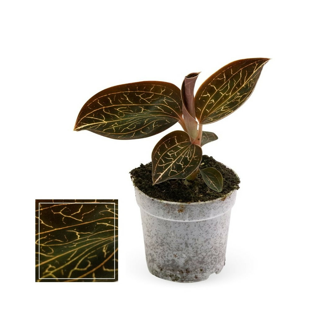 Jewel orchid - macodes anoectochilus garnet - mini orchidée terrestre à feuilles fantaisies - pot 6cm