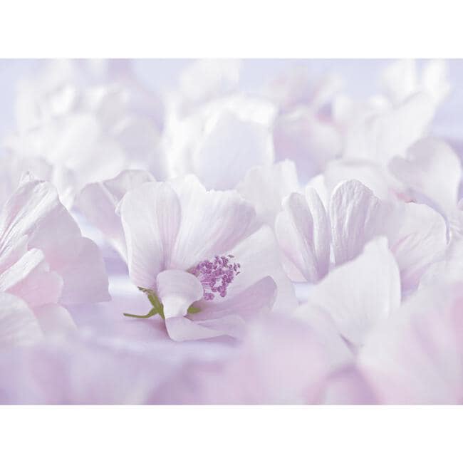 Weleda Baby Witte Malva Sensitive Gezichtscrème