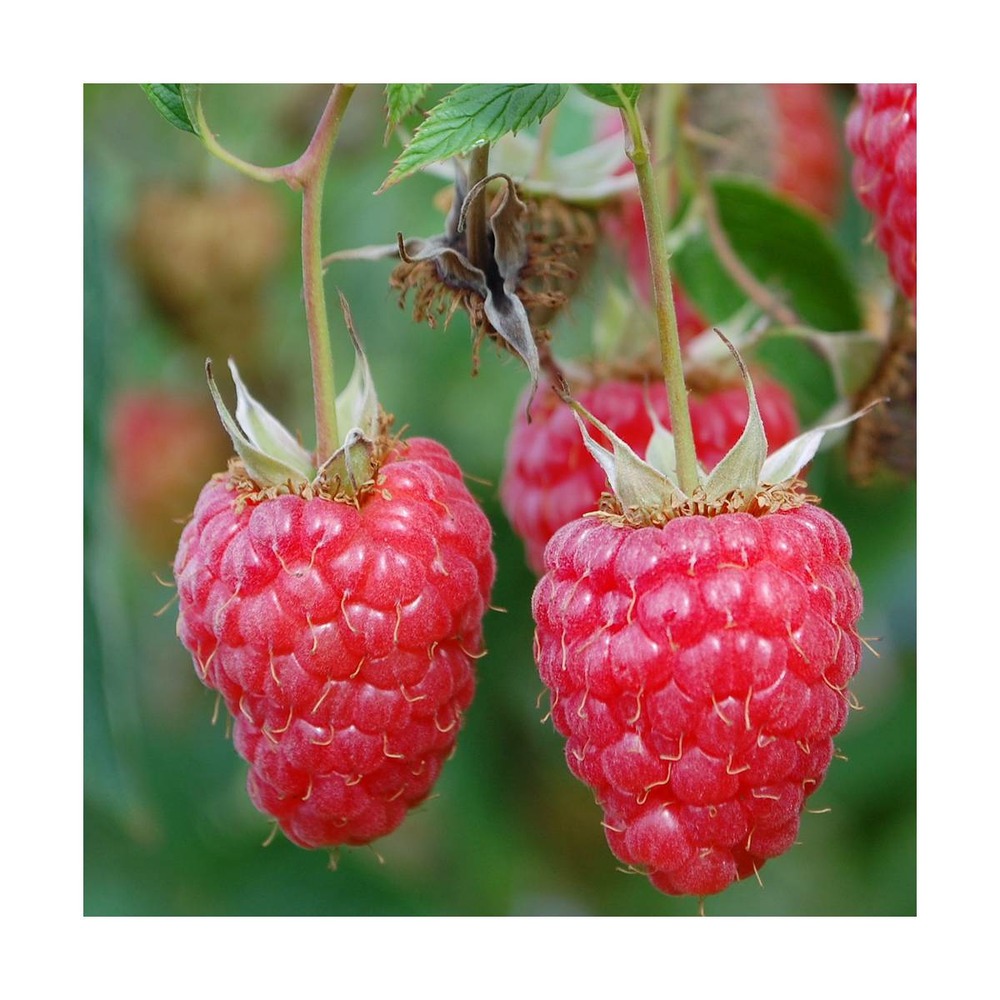Framboisier idaeus paris®/rubus idaeus paris®[-]pot de 3l - 40/60 cm