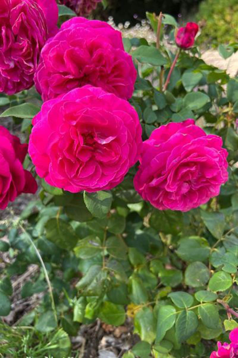 Rosier kordès 'baronne caroline' ? - 4l
