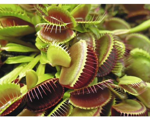 Venusvliegenvanger FloraSelf Dionaea muscipula H 8-12 cm Ø 8,5 cm pot